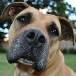 Close-up portrait of a dog