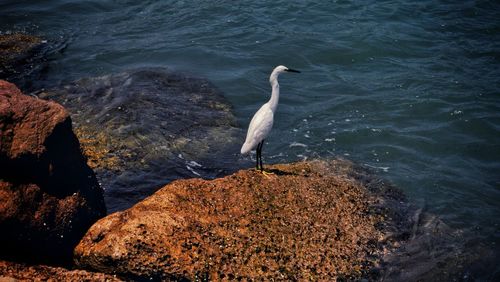 High angle view of bird perching on rock