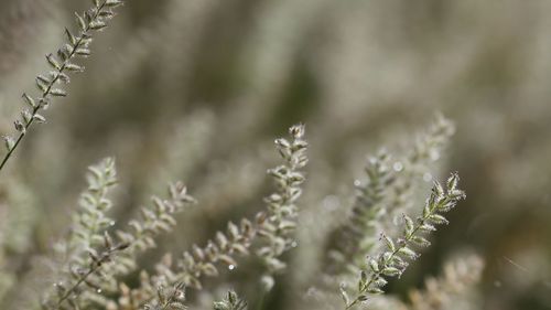 Close-up of flowering plant