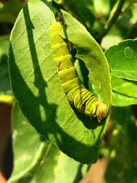 Close-up of insect on leaf