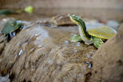 Close-up of turtles on rock