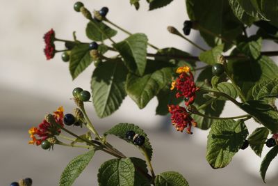 Close-up of red flowers on plant