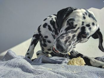 Close-up of dog