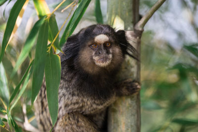 Close-up of monkey on tree