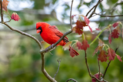 Close-up of male cardinal perching on tree branch