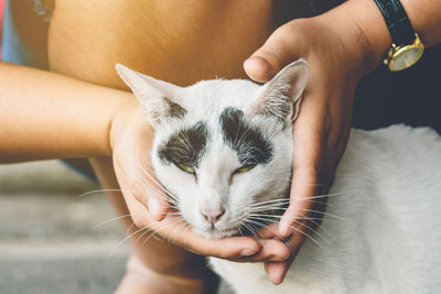 An abandoned stray black and white cat embraced and massaged by girl's hands with love.