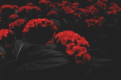 Close-up of red flowers