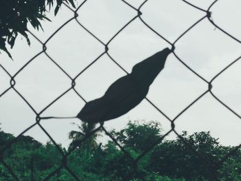 Close-up of silhouette bird against sky seen through chainlink fence