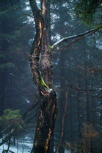 Trees by lake in forest