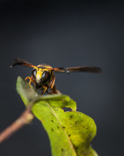Macro image of wasp paper resting on a leaf tree