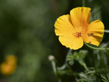 Close-up of yellow flowering plant