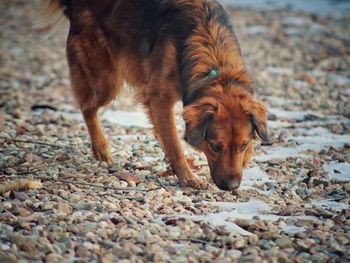 Close-up of dog on pebbles
