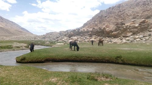 View of horses on landscape against sky