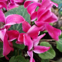 Close-up of pink flowering plant