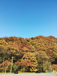 Trees against clear blue sky