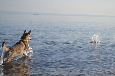 Dog on beach against sky