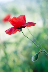 Close-up of red flower blooming against sky