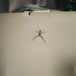 Close-up of spider on flower
