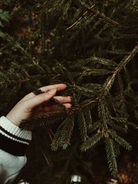Cropped hand of person holding christmas tree
