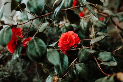 Close-up of red rose on leaves