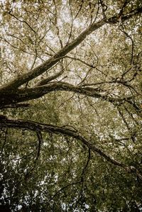 Low angle view of trees in forest