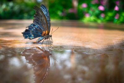 Close-up of butterfly