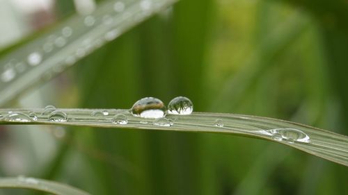 Close-up of raindrops on leaf