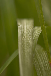 Close-up of water drops on blade of grass