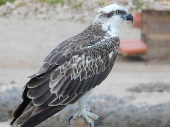 Close-up of a bird