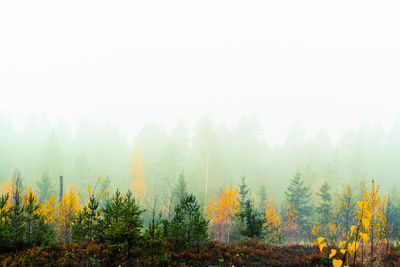 Trees on landscape against sky