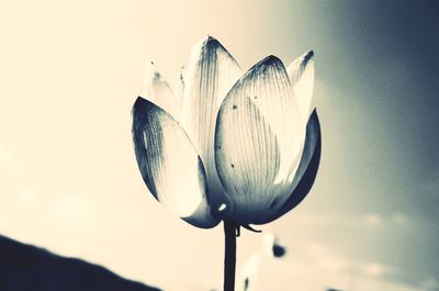 Close-up of flower against sky