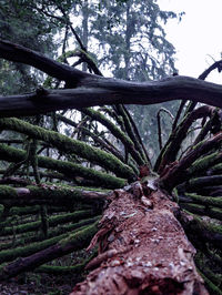 Low angle view of trees in forest