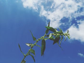 Low angle view of plant against sky