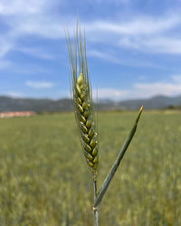 agriculture