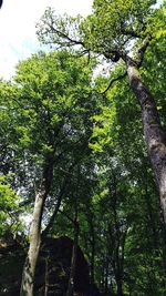 Low angle view of trees in the forest