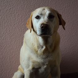 Close-up portrait of dog sitting