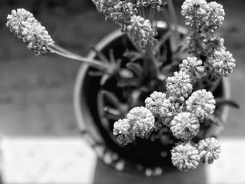 Close-up of white flower pot