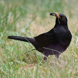 Bird on grassy field