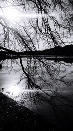 Silhouette tree by lake against sky during sunset