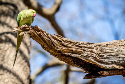 Close-up of bird perching on tree