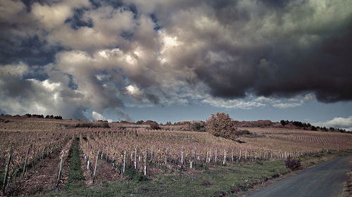 Panoramic shot of agricultural field against sky