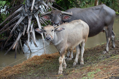 Buffalo standing on field