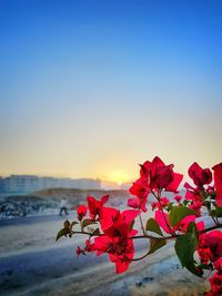 Close-up of red flowering plant against sky during sunset