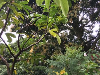 Low angle view of green tree on plant in forest