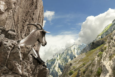 Horse on mountain against sky