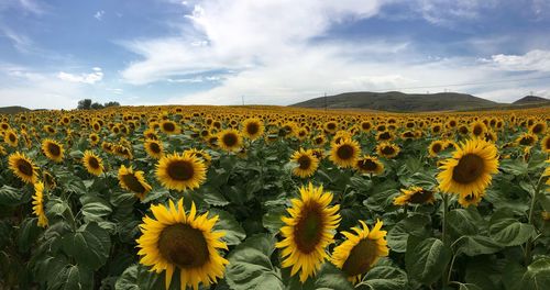 Close-up of sunflower field