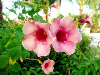 Close-up of pink flowers