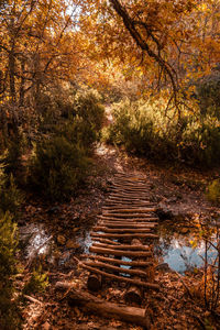 Footpath amidst trees in forest during autumn