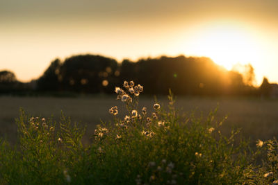 Flowering plants on field against sky during sunset