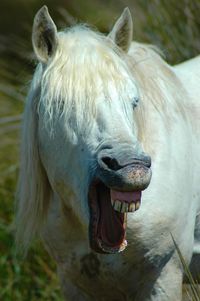 Close-up of horse laughing